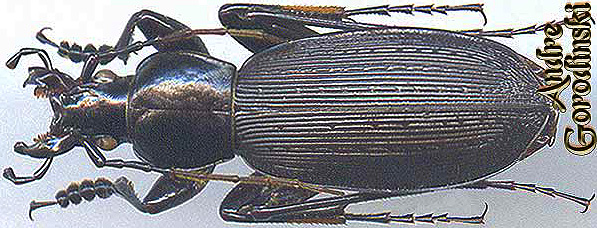http://www.gorodinski.ru/carabus/Apotomopterus solidior baoshanensis.jpg